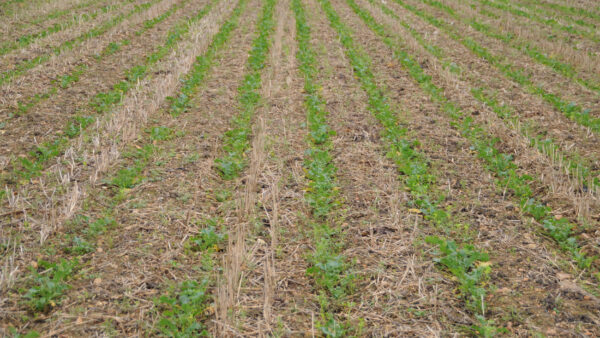 KUHN STRIGER 100 - strip-till systeem